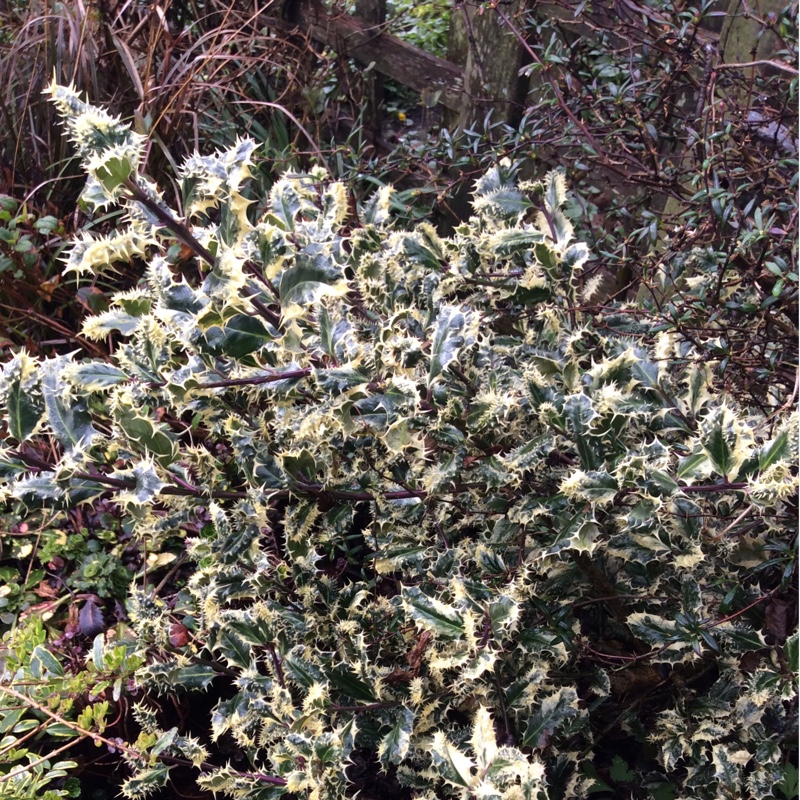 Plant image Ilex aquifolium 'Ferox Argentea'
