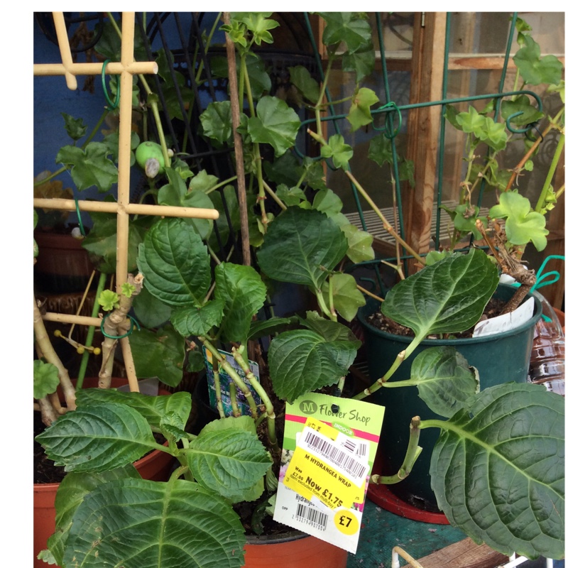 plant image 35922