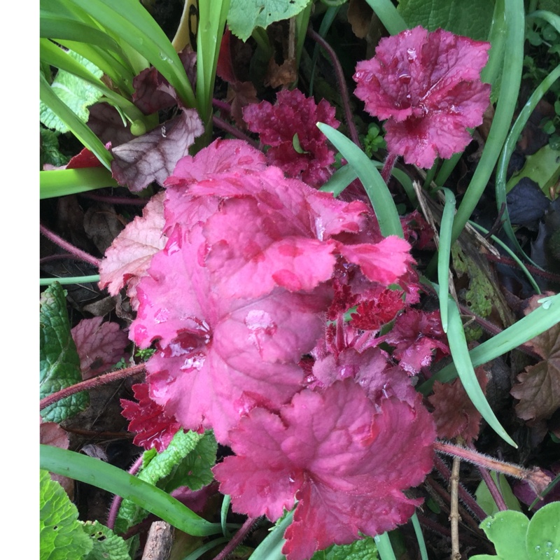 Plant image Heuchera 'Berry Smoothie'