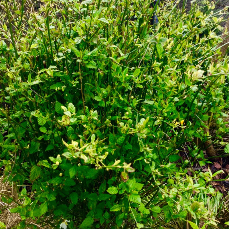 Plant image Kerria japonica 'Golden Guinea'
