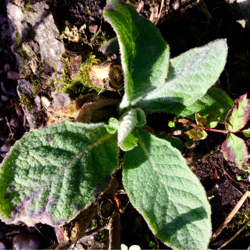 Verbascum olympicum