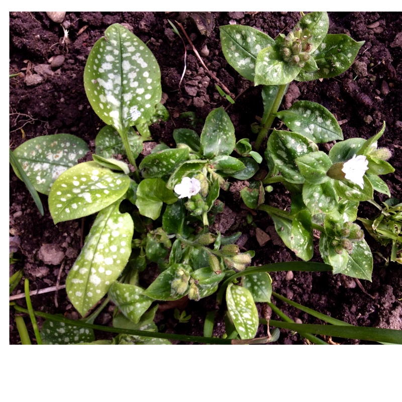 Pulmonaria officinalis 'Sissinghurst White'
