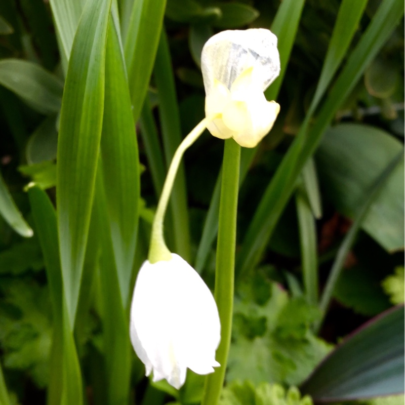 plant image 48833