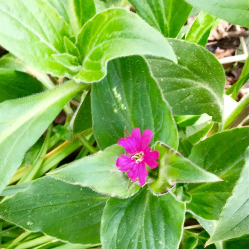 Silene dioica