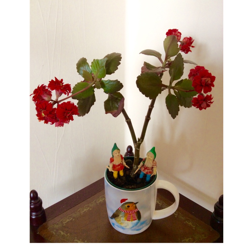 Kalanchoe Blossfeldiana