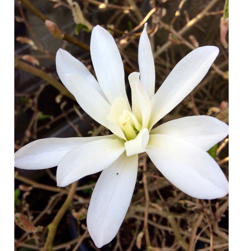 Magnolia stellata