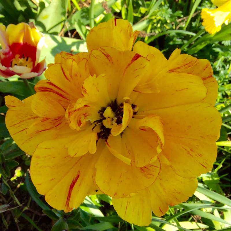 Tulipa