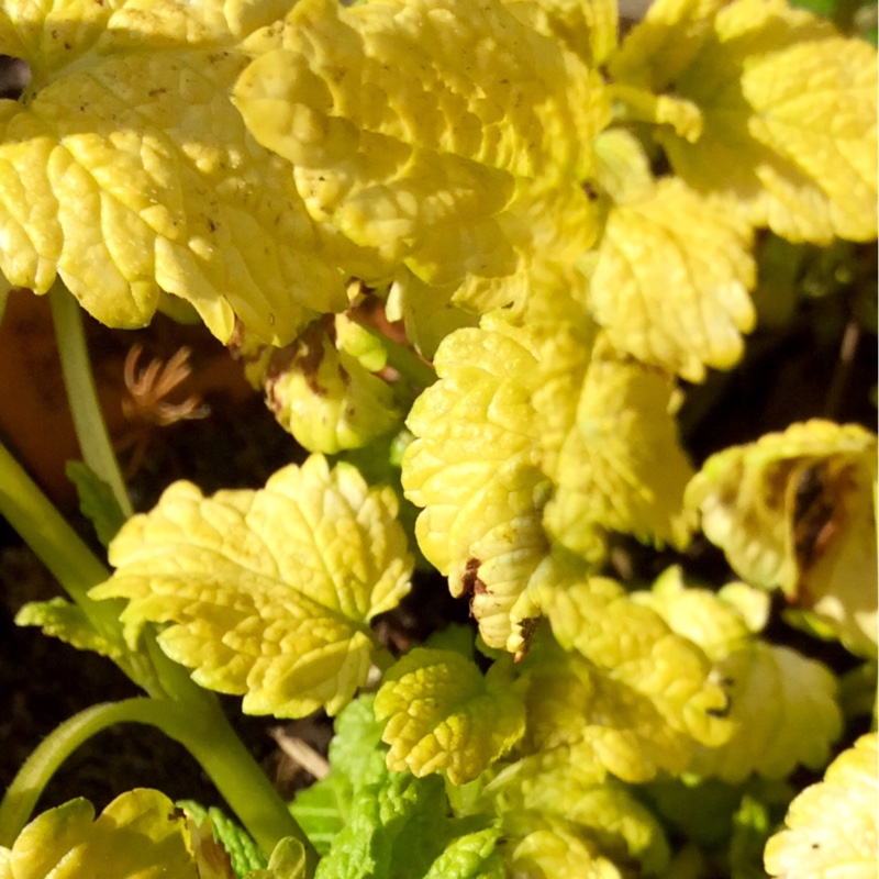 Melissa officinalis 'Aurea'