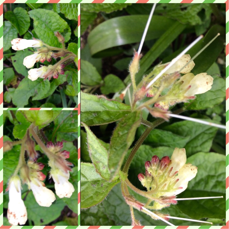 Symphytum officinale