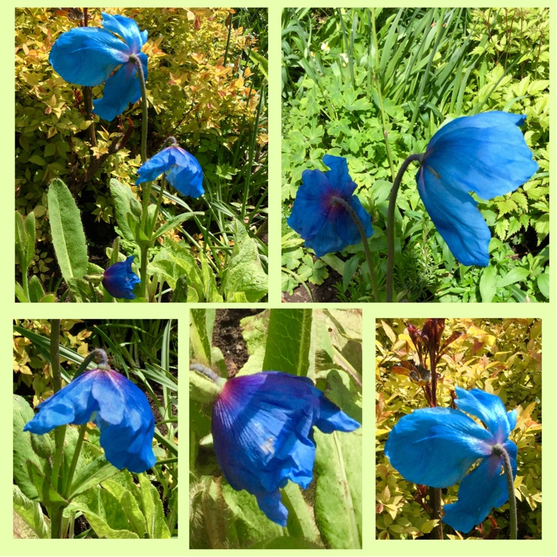 Plant image Meconopsis baileyi