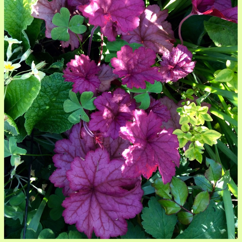 Plant image Heuchera 'Berry Smoothie'