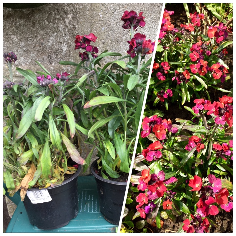 Erysimum