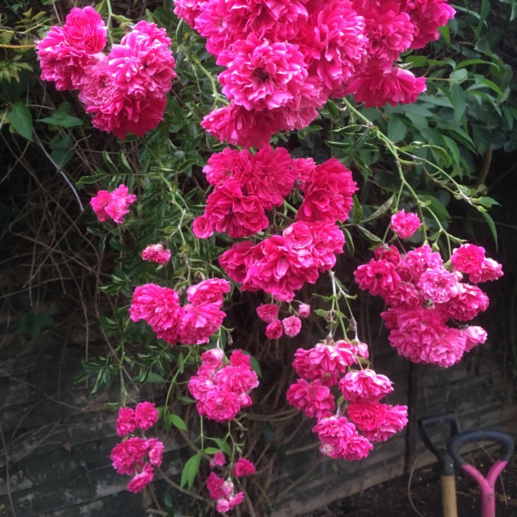 Plant image Rosa gallica 'Officinalis'