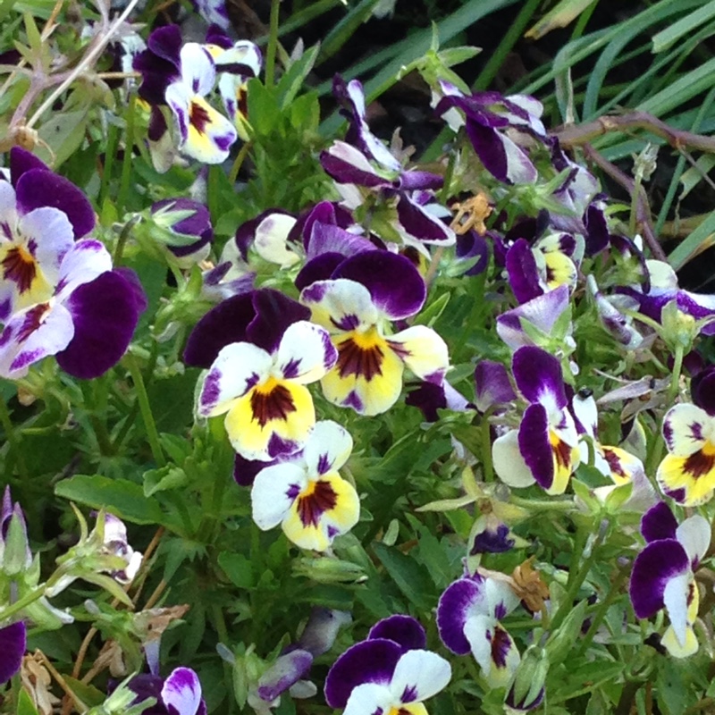 plant image 18577