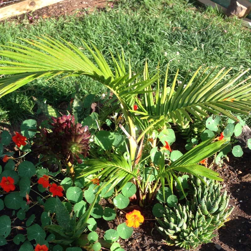 Anna's garden