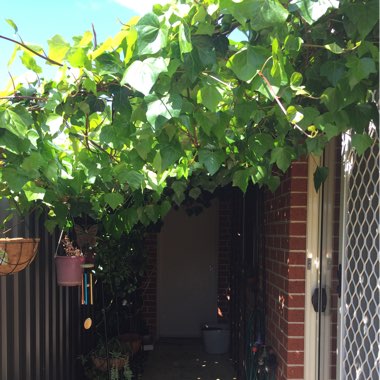Anna's garden
