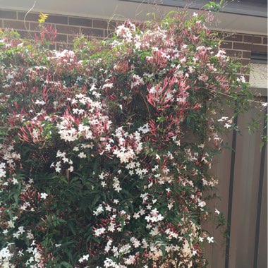 Jasmine 'Inverleith'