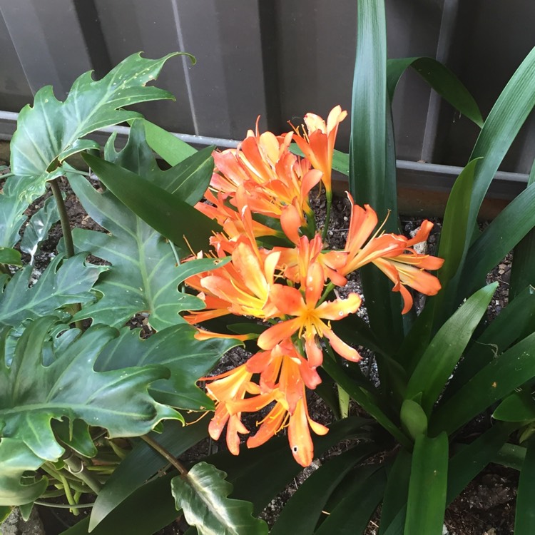 plant image 255128