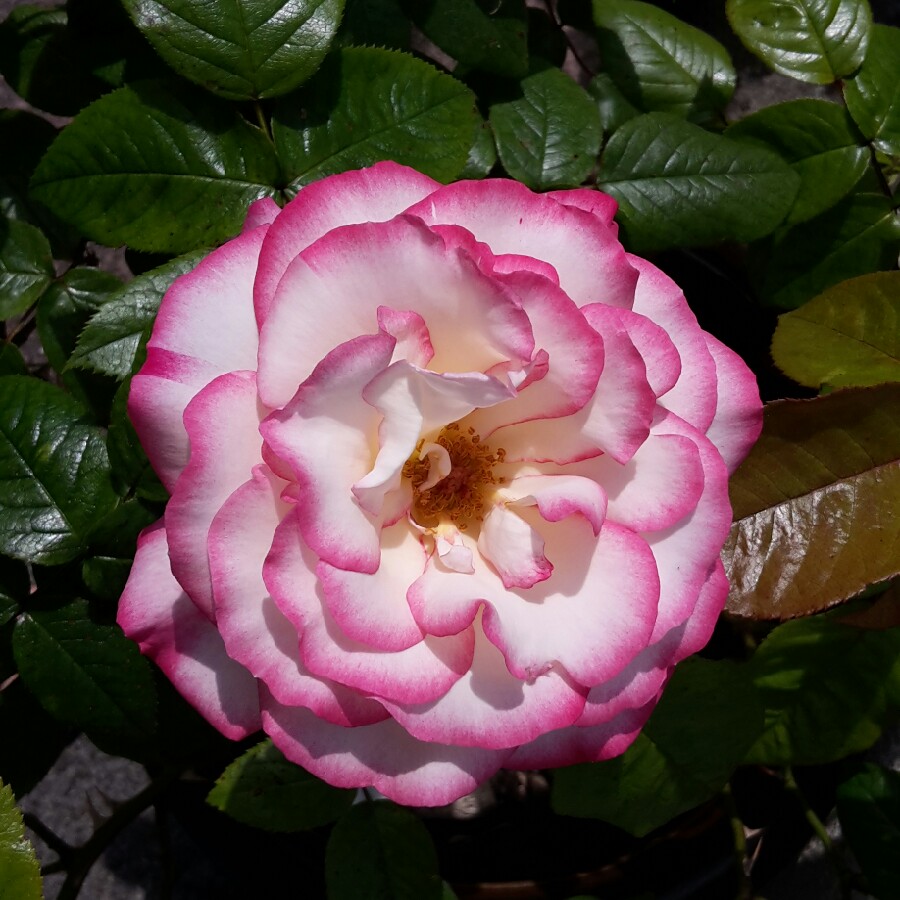 Anita's garden