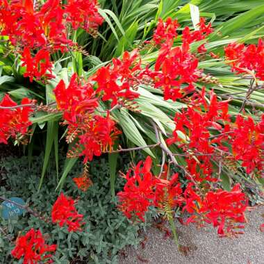 Anita's garden