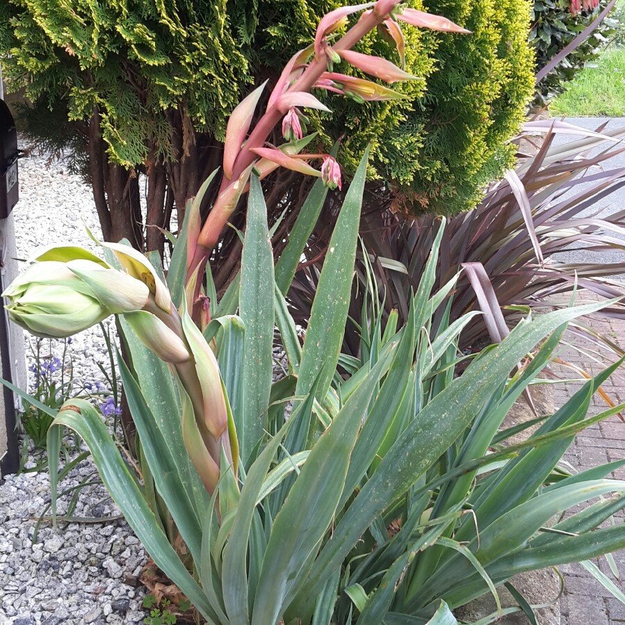 Plant image Agave 'shawii'
