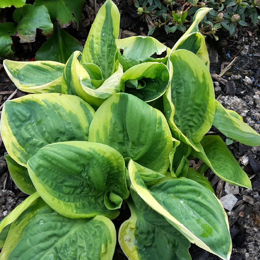 Anita's garden