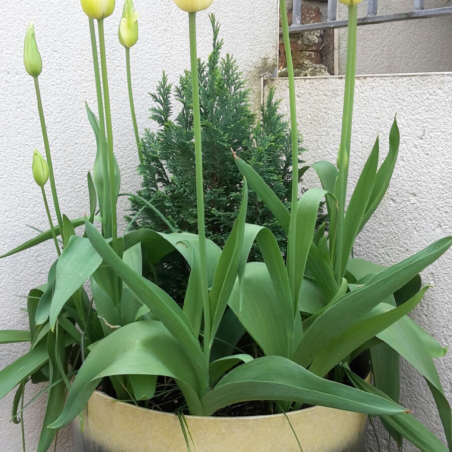 Anita's garden
