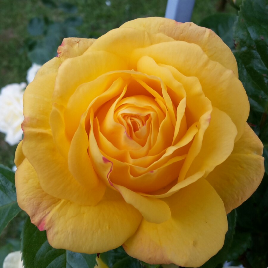Anita's garden