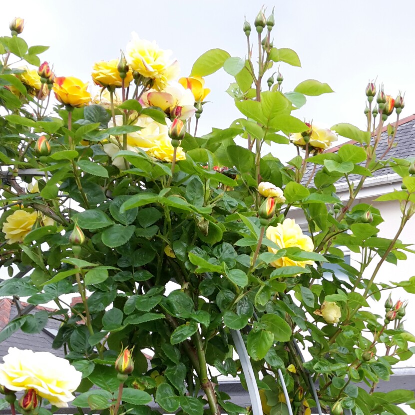 Anita's garden