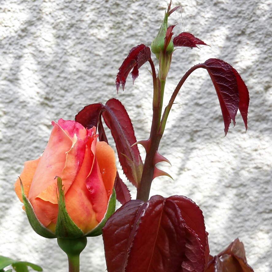 Anita's garden