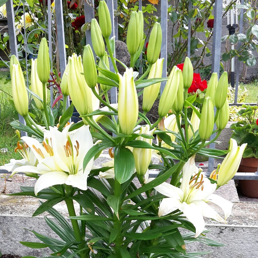 Anita's garden