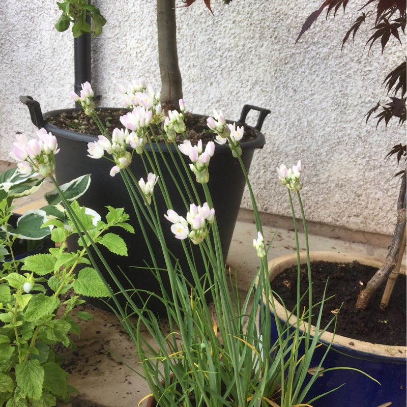 Plant image Allium roseum