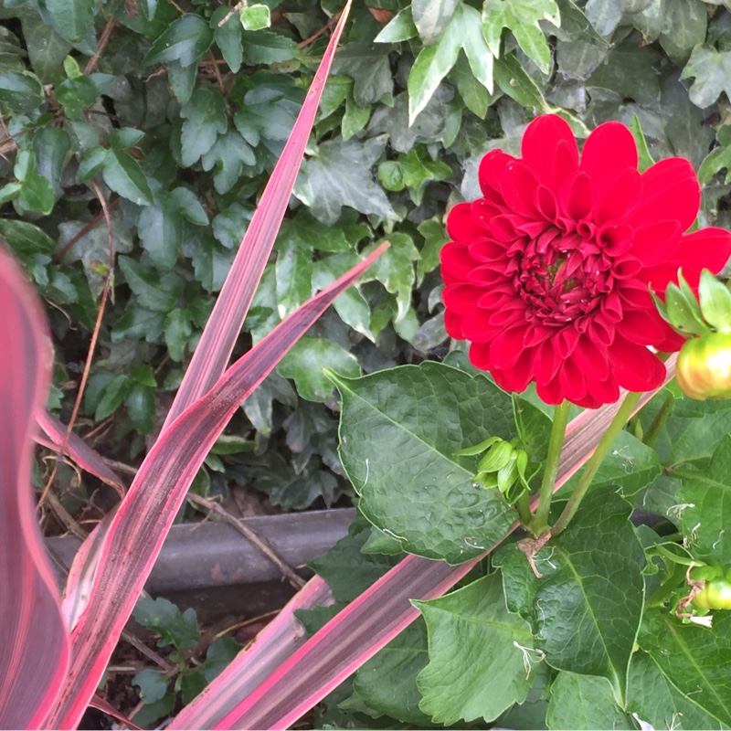 Dahlia