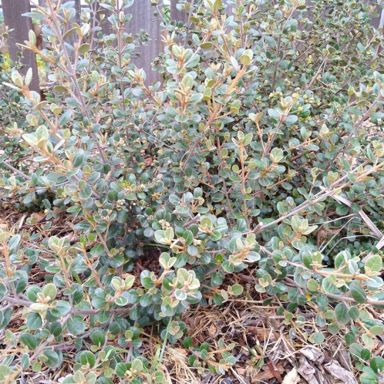 plant image 1406383