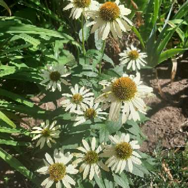 Anita's garden