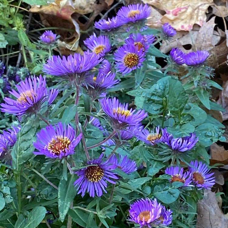 plant image 1408098