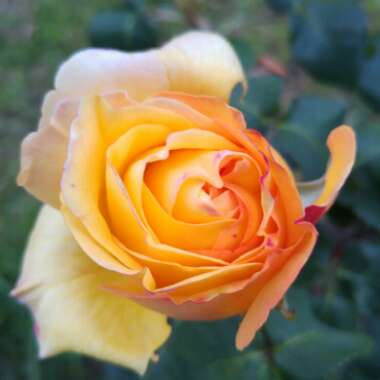 Rose 'Peace' (Hybrid Tea)