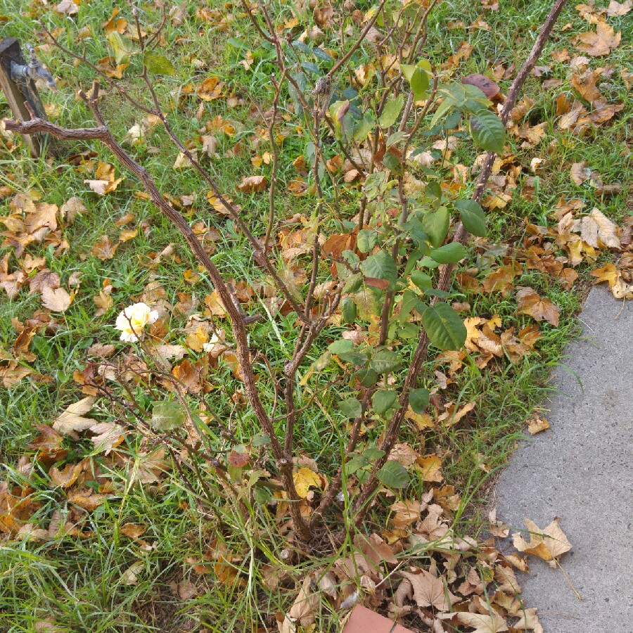 plant image 86739 plant image 86739