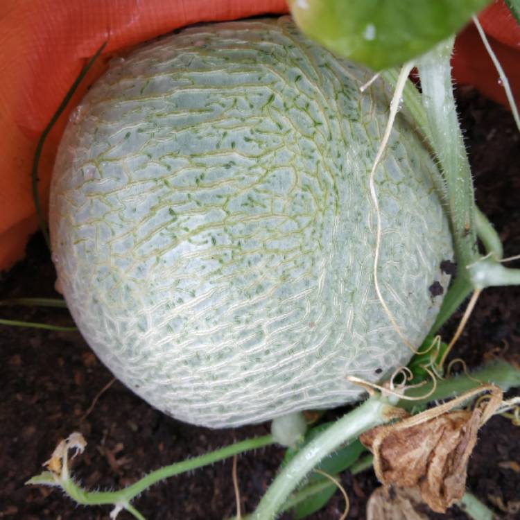 Plant image Cucumis Melo
