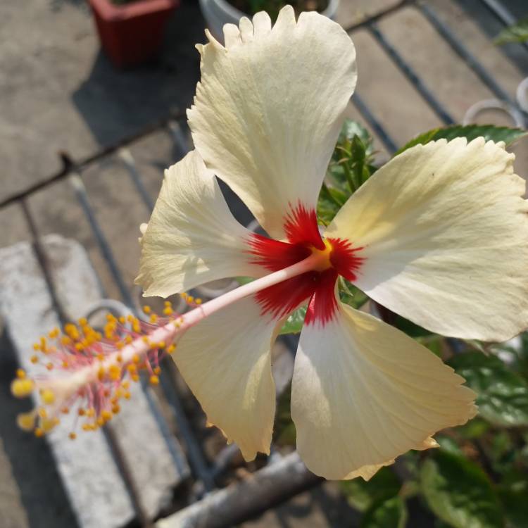 Plant image Hibiscus rosa-sinensis 'Athenacus'