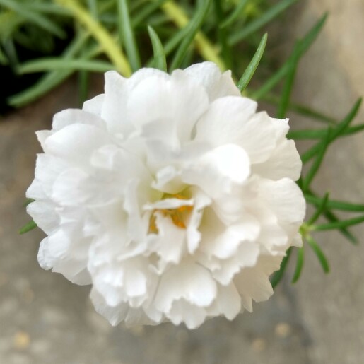 plant image 179541 plant image 179541