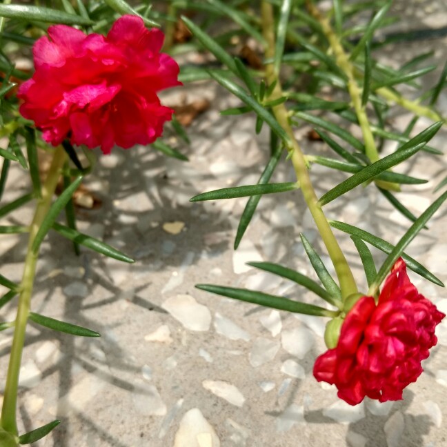 Plant image Portulaca grandiflora 'Red'