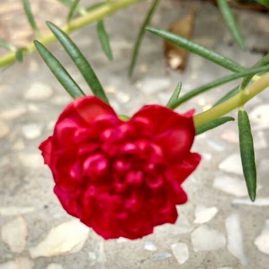 plant image 179565 plant image 179565