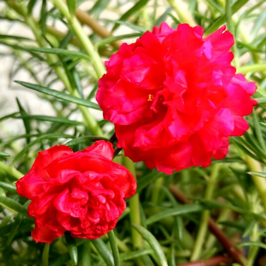 plant image 179567 plant image 179567