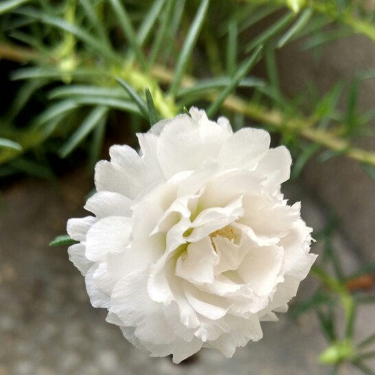 plant image 179571 plant image 179571