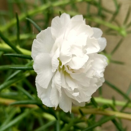 plant image 179574 plant image 179574