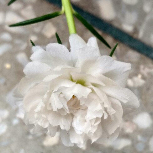 plant image 179577 plant image 179577