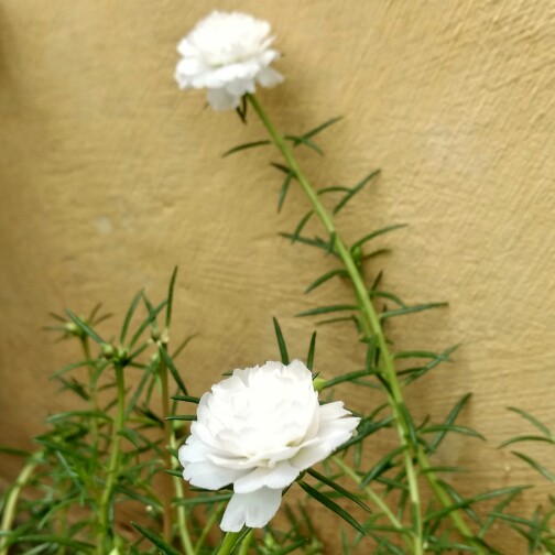 plant image 179578 plant image 179578