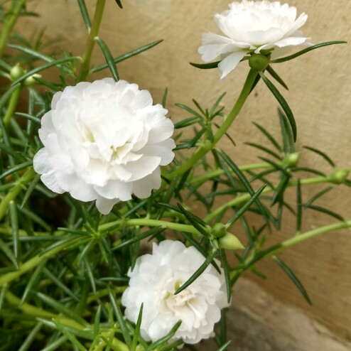 plant image 179580 plant image 179580