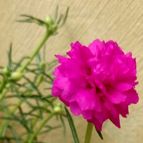 plant image 179581